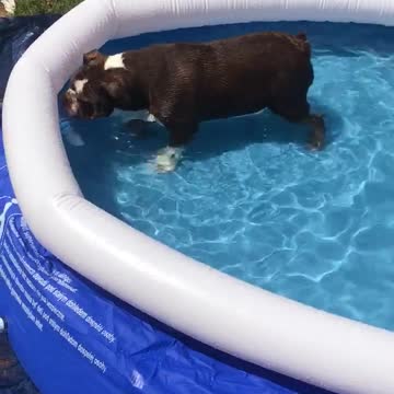 Bulldog Inglés explora nueva piscina para cachorros