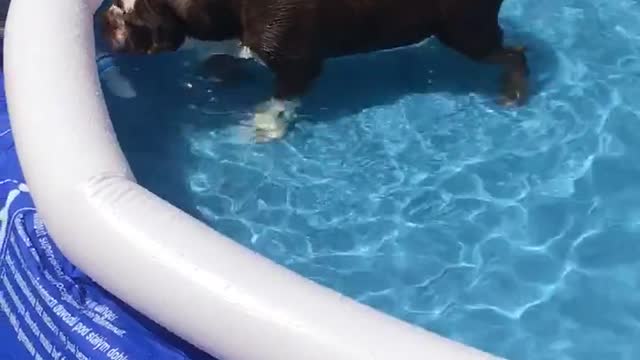 Bulldog Inglés explora nueva piscina para cachorros