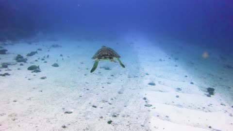 Turtle Swimming in the Ocean