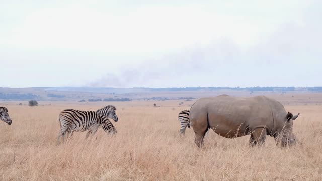 rhino, heron, zebra and fox all in the same place