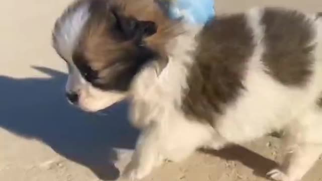 Puppy and the parrot l