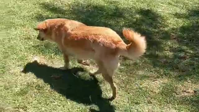 Fun dogs happy little puppies/The world of dogs and cats