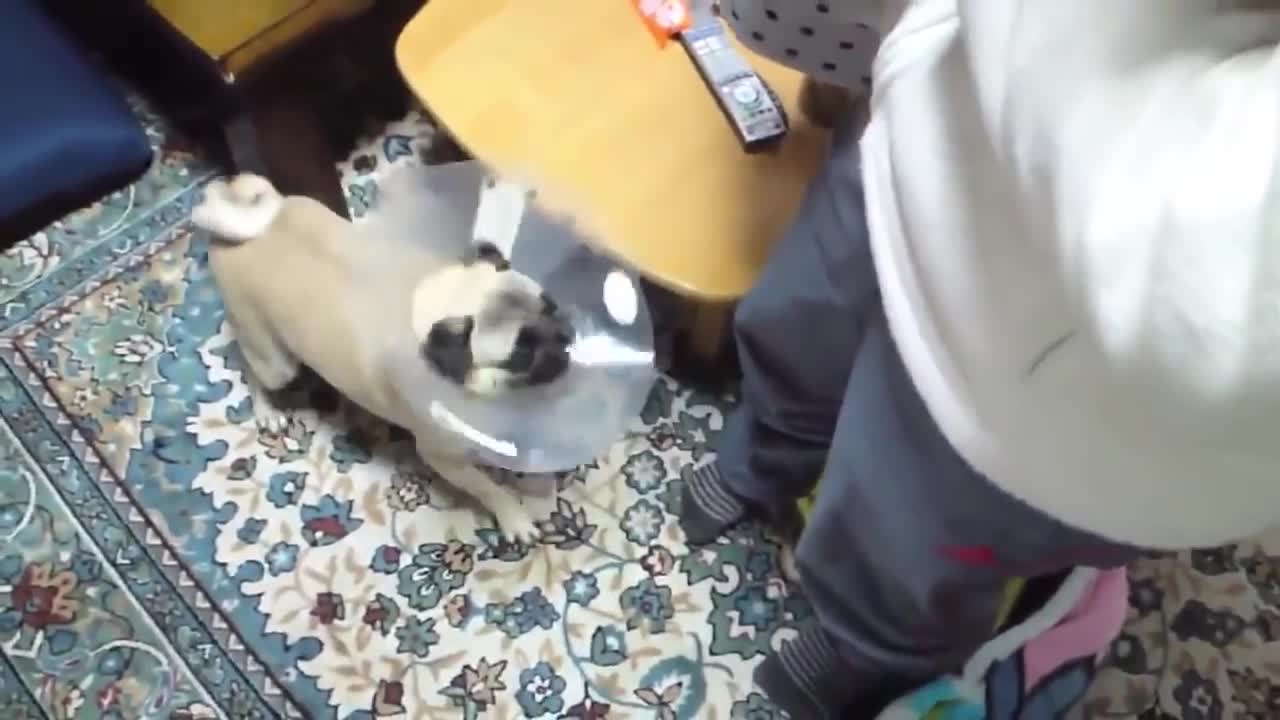 Dog Barking Compilations