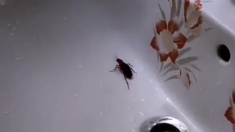 cockroach صرصور