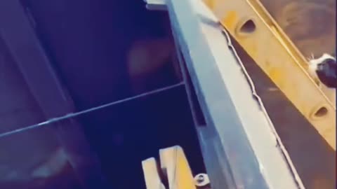 funny videos