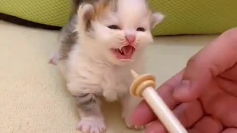 Cat drink milk