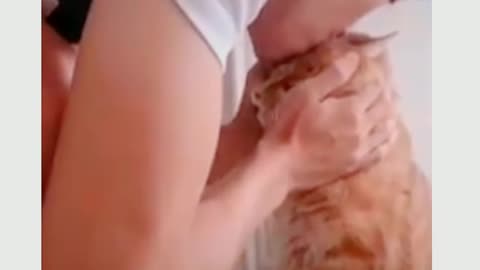 Cat Funny videos