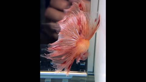 Beautiful fighter fish