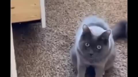 Funny cats video. Try Not To Laugh !