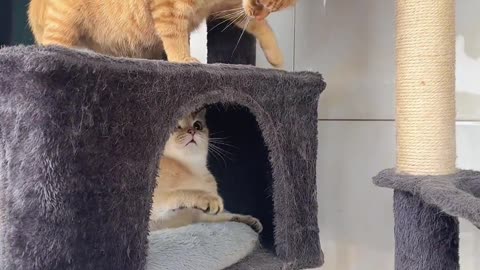 Cats fight scene