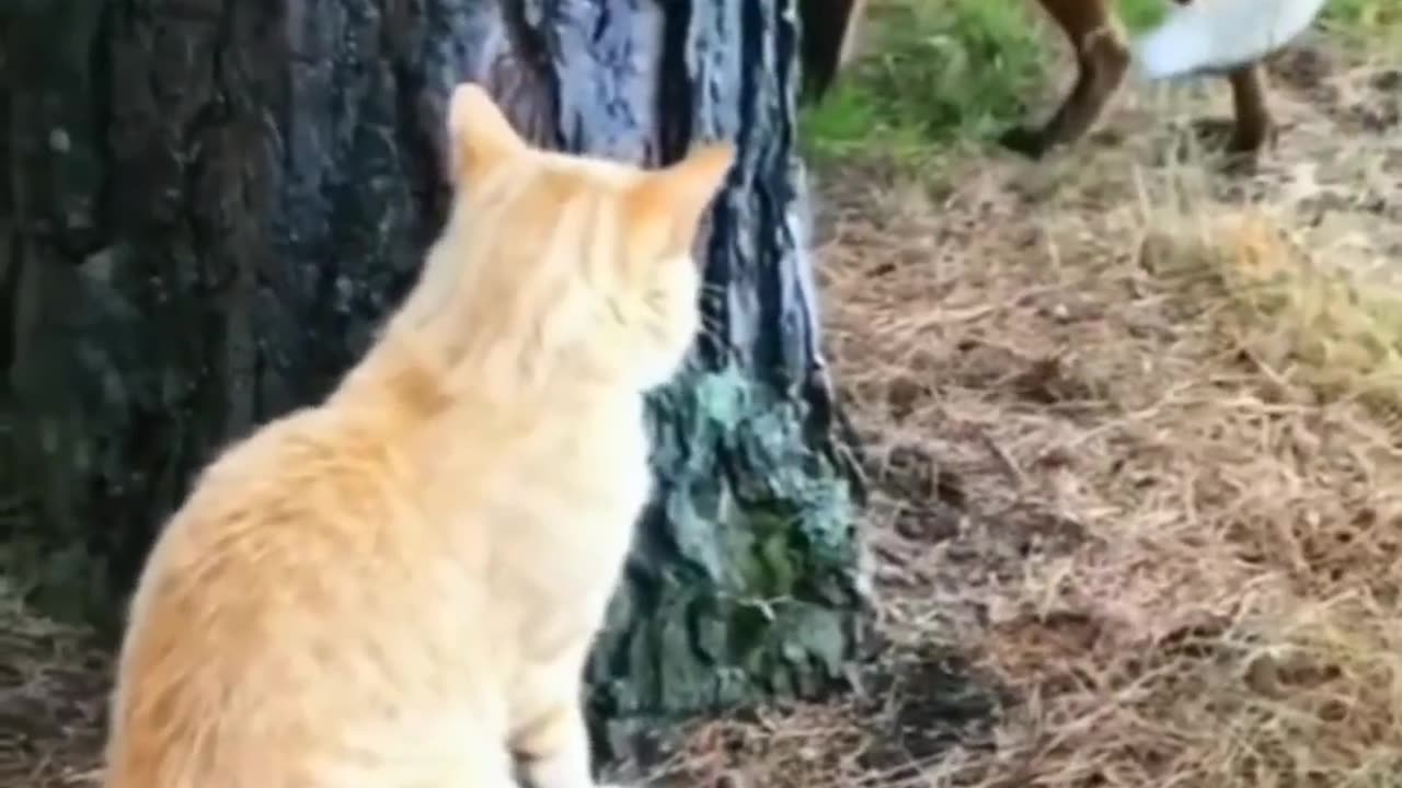 Funny cat vs fox