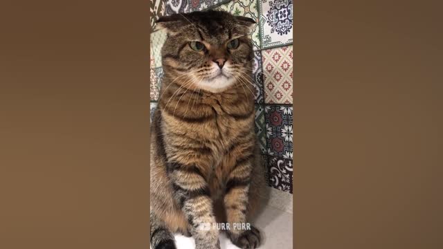 Cucumbers are Cats Enemy - Funny compilation