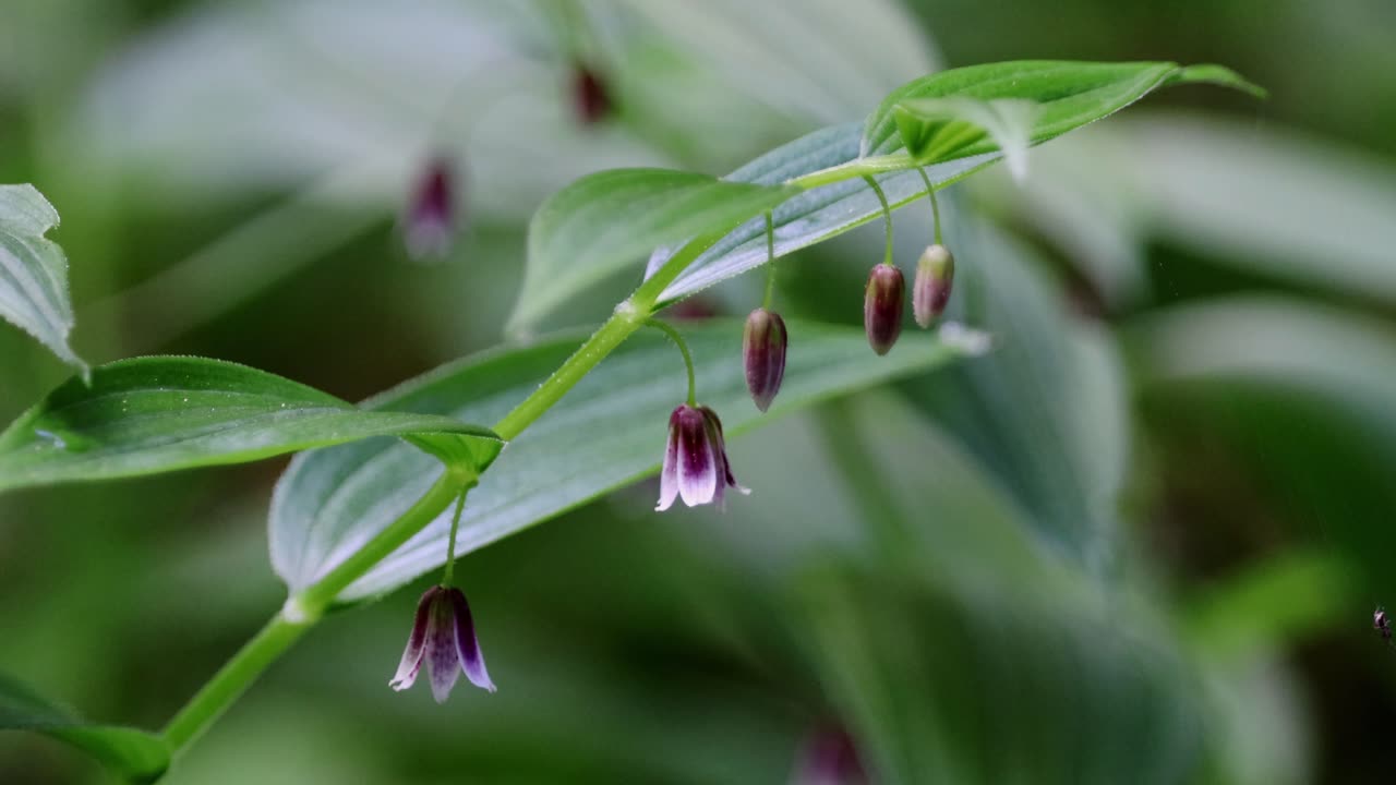 Rosy Twistedstalk