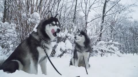 Two beautiful huskies sitting with collars and leashes on white snow in a park on snow