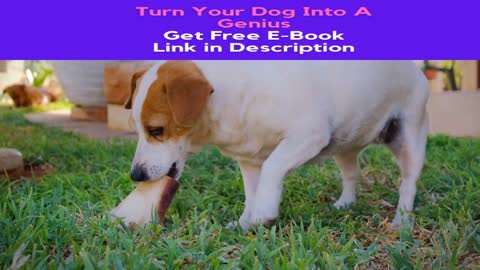 DOG TRAINING VIDEO