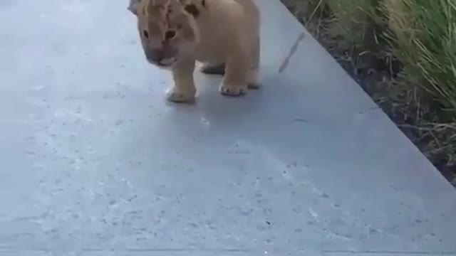 FIRST ROAR