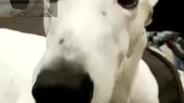The white dog was shivering all the time