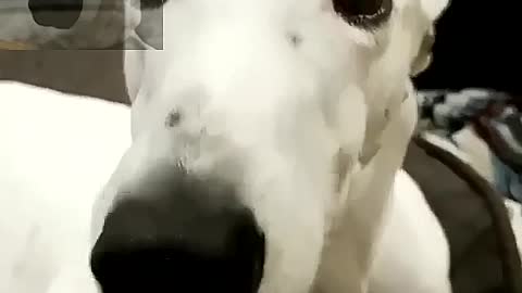 The white dog was shivering all the time