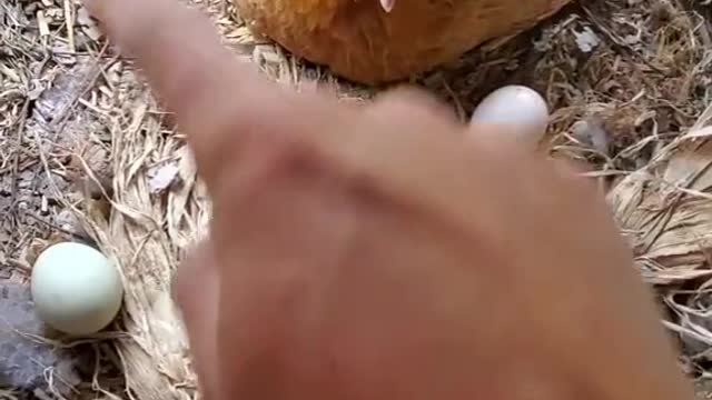 Mother hen