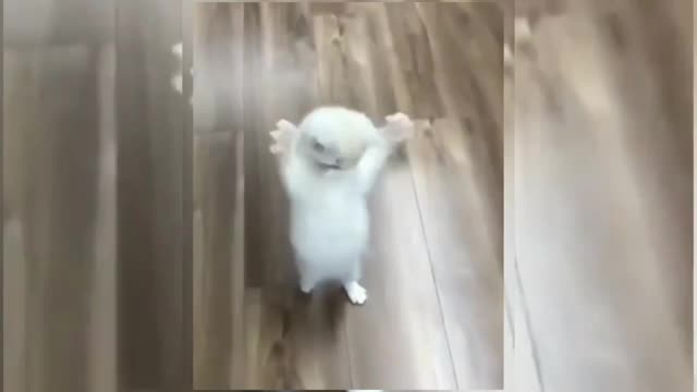 cute baby 🐥 animals funny video