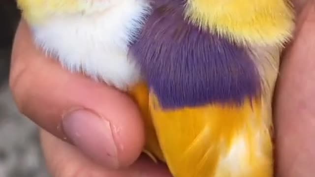 Bird beautiful