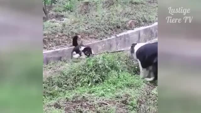 Best compilation of funny cat and dogs super cute