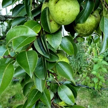 Harvesting Pear Fruits