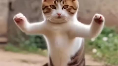 Cat dance with bullet sound