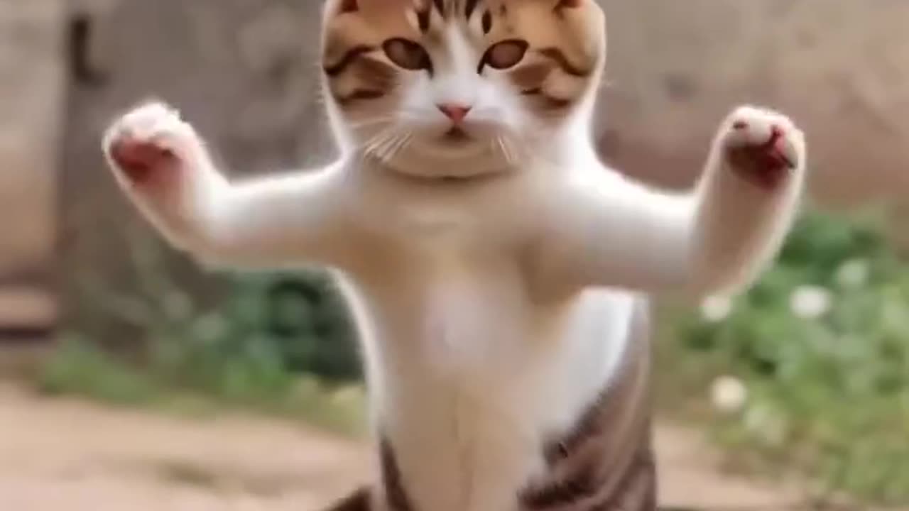 Cat dance with bullet sound