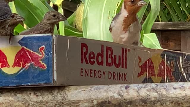 More Red Crested Cardinal Teenager eating seeds