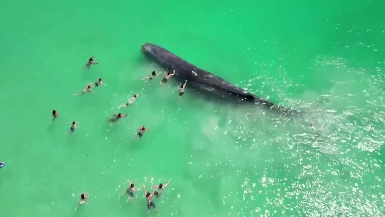 Gigantic whale surfaced near coastline Australia, attracting swimmers making contact with it.