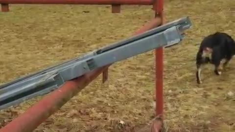 Amanda Grace Talks. .About Jake the Moscovy Duck, his rescue friends, and God's Creation