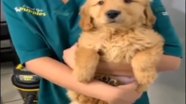 Puppy love is always loyal, provided that you are a competent master