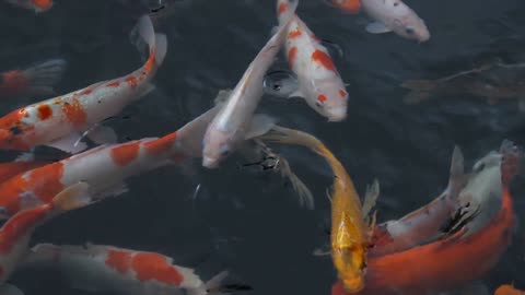 Koi Fishes