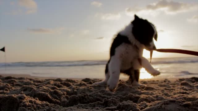 Puppy playing happily on the beach