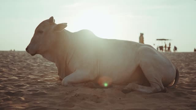 COW VIDEO