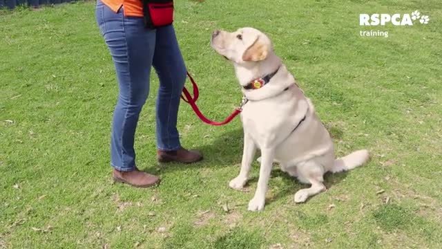 How to teach your dog sit drop