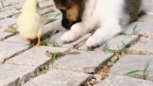 Baby dog playing with chicks