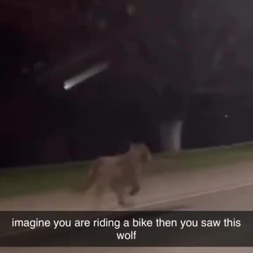 Imagine you are on a bike and you see this wolf! Bro on a mission..