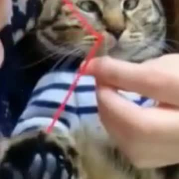 Kittens & Pups-Cutest 2021-Hilariously Cute 5