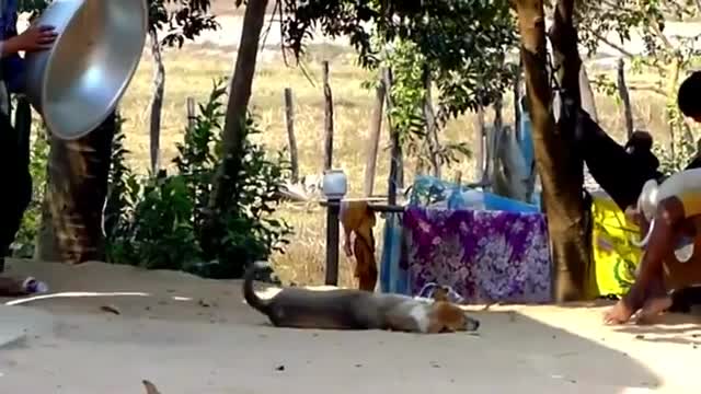 Trolling Stray dogs (funny videos)