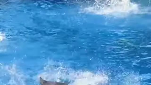 Dancing Dolphins