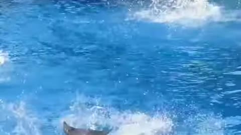 Dancing Dolphins