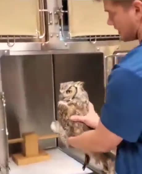 When the bird, the owl goes to the doctor