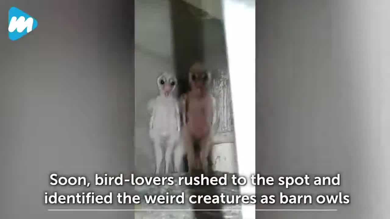 Unidentified creatures