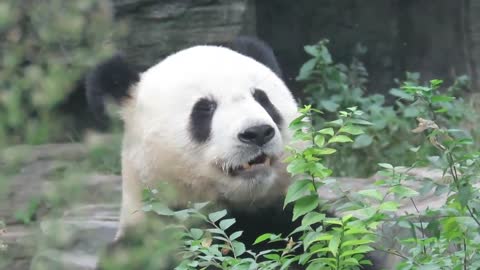 Giant panda cute and naive