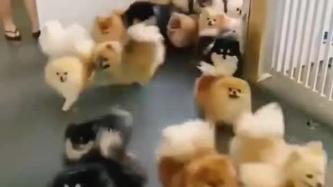 Very little puppy Dogs