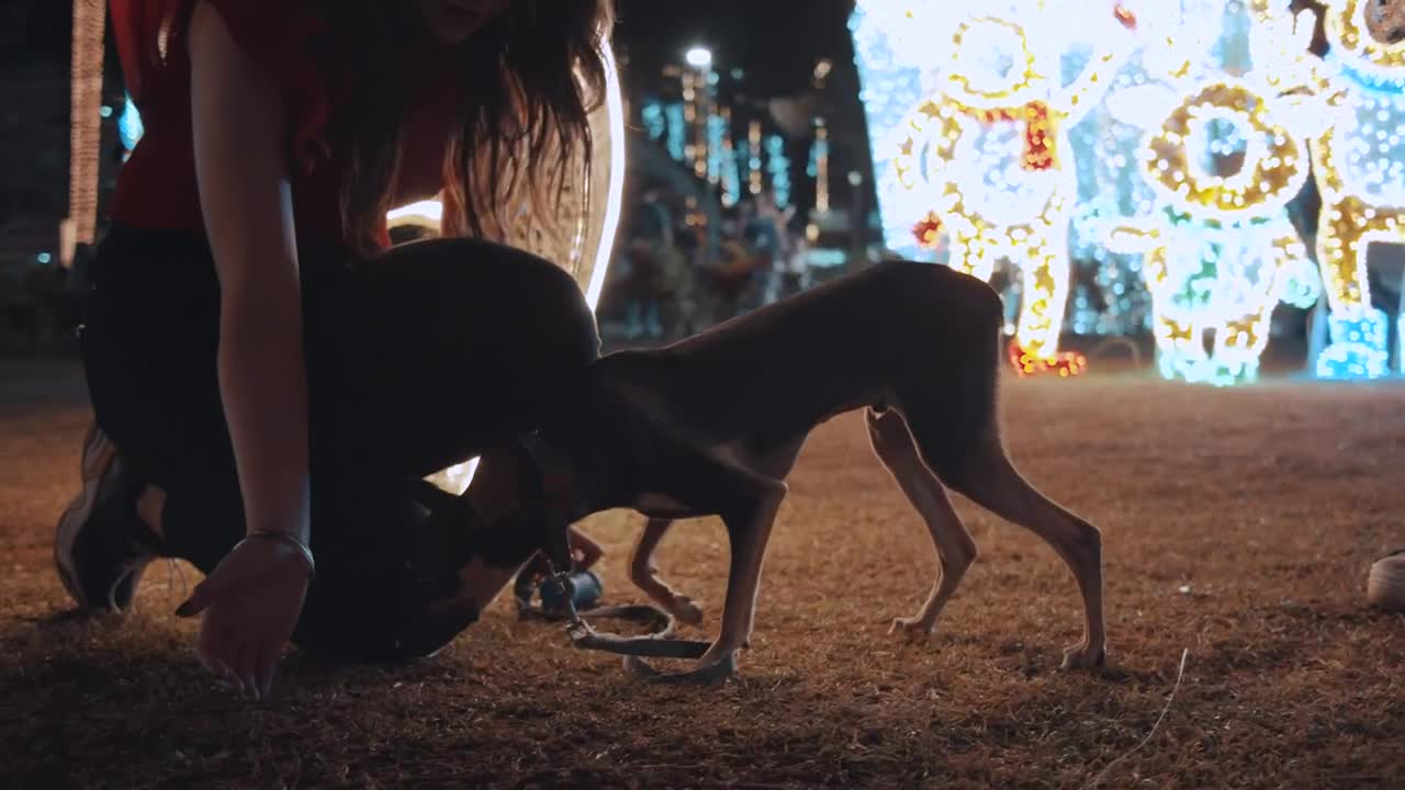 Women feeding a puppy in a Christmas park at night