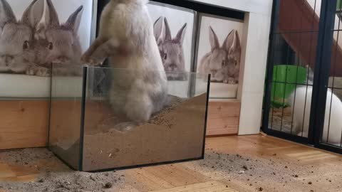 how rabbits make houses in modern times