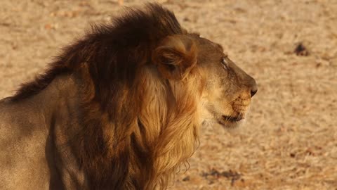 Lion in jungle